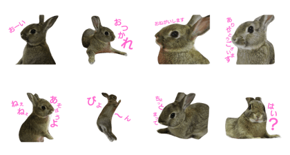 usagi no teru!