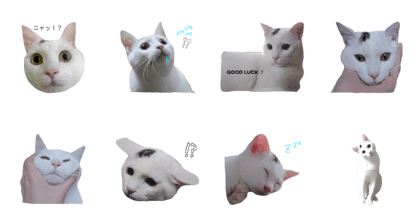 Every day of shiro