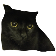 cat poon
