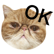 kaiticshorthair