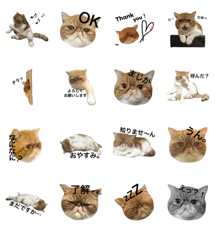kaiticshorthair