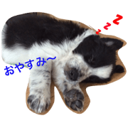 little bordercollie