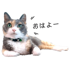 Nico the cat every day