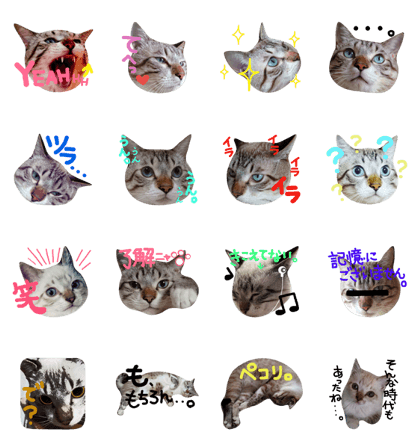 Siamese mixTORAO 2