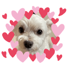 a cute dogs