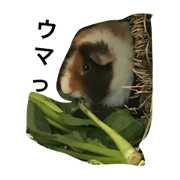 keito stecker
