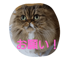 I love cats ...