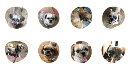 SHIHTZU da WAN