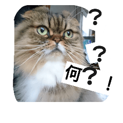 cute cat :