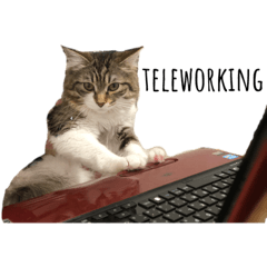 mizuki_20210718145713