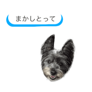 wes_shi 4