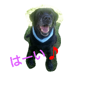 Labrador Retriever marine