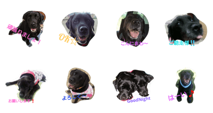 Labrador Retriever marine