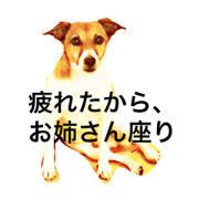 Jack and Sion of Jack Russell Terrier