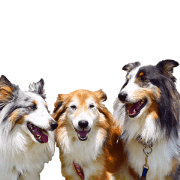 DOGDOG Sticker26