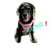 LabradorRetriever ange
