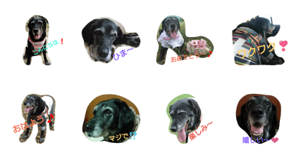 LabradorRetriever ange