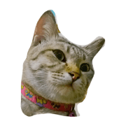 catcatza