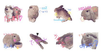 rabbit LEO