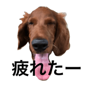 Irish setter Sara