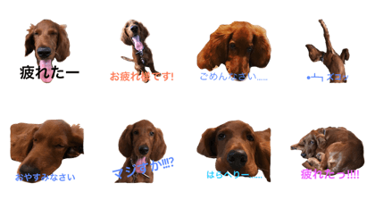 Irish setter Sara