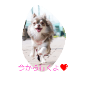 chihuahua pero