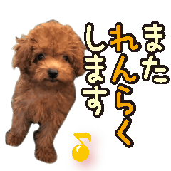 Gentle nature toy poodle(2)