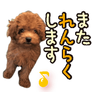 Gentle nature toy poodle(2)
