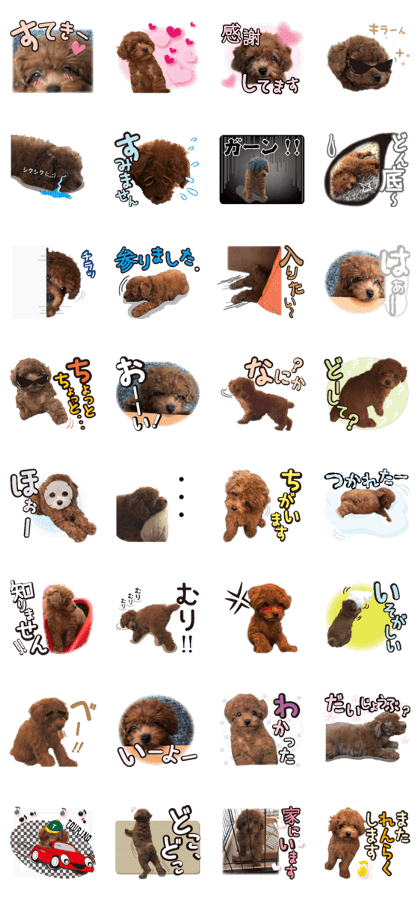 Gentle nature toy poodle(2)
