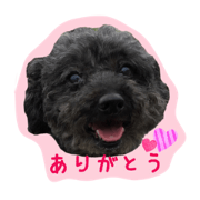 lovelydog&lovelycats2