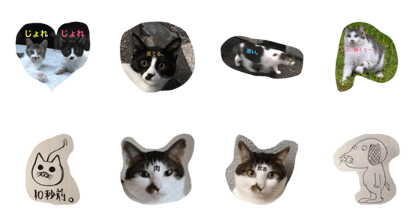 cats or something