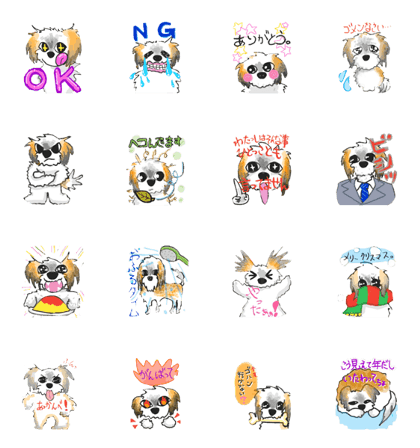 facial expressive Shih-Tzu! PACCHAN