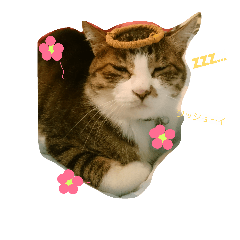 mugi riri feelings