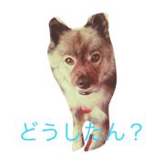 dog.momonga