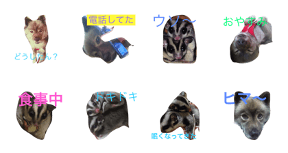 dog.momonga