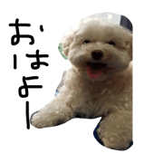 Dogs in our house with pictires