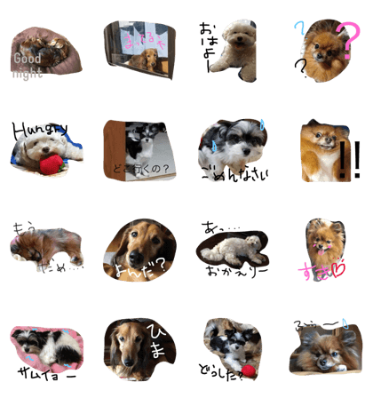 Dogs in our house with pictires