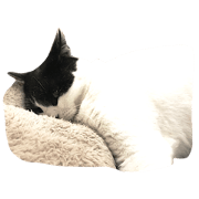 mm cat tama