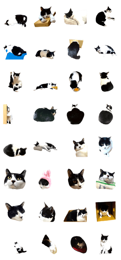 mm cat tama