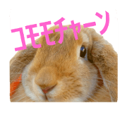 Funny Rabbit KOMOMO 2