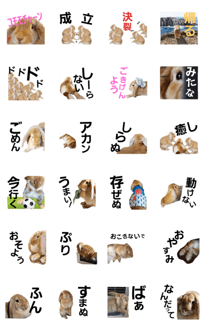 Funny Rabbit KOMOMO 2