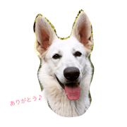 Whiteshepherd ayame