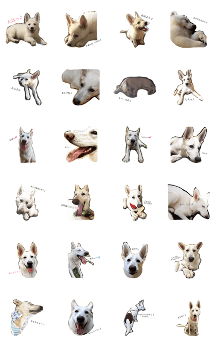 Whiteshepherd ayame