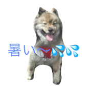 dog.anchi