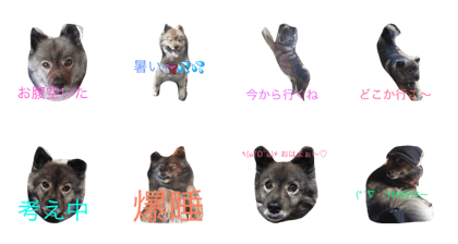 dog.anchi