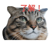 chibichibi cat