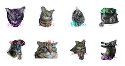 chibichibi cat