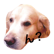 golden retriever BIRTH