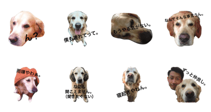 golden retriever BIRTH