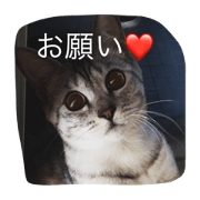 cat my mind 2.